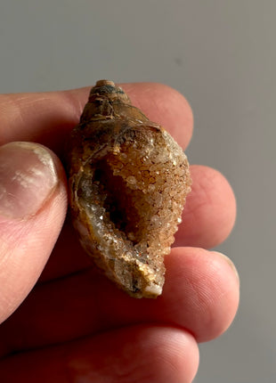 12 Pieces ! Fossilized Spiralite Quartz Shells