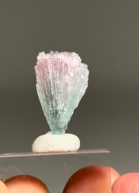 Pink Blue Bicolor Tourmaline Spray
