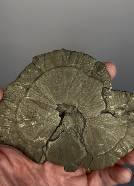 Pyrite Sun - From Sparta, Illinois