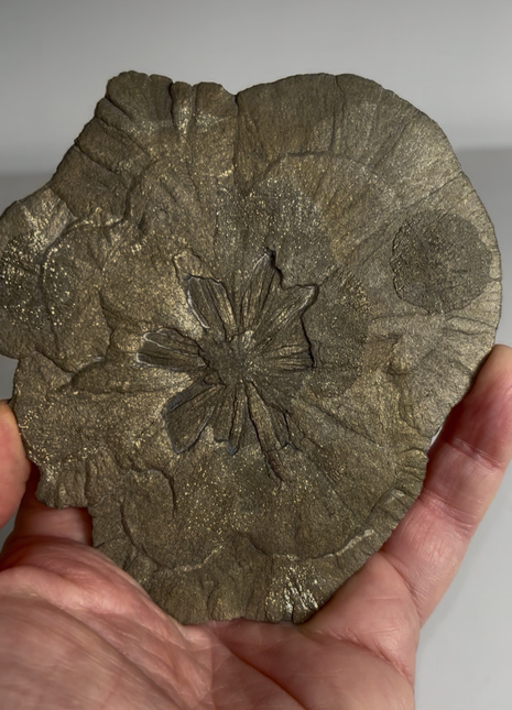 Pyrite Sun - From Sparta, Illinois