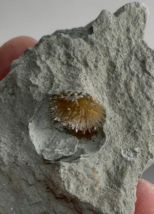 Bursting Sun Aragonite in Cluster - From Pantoja, Spain