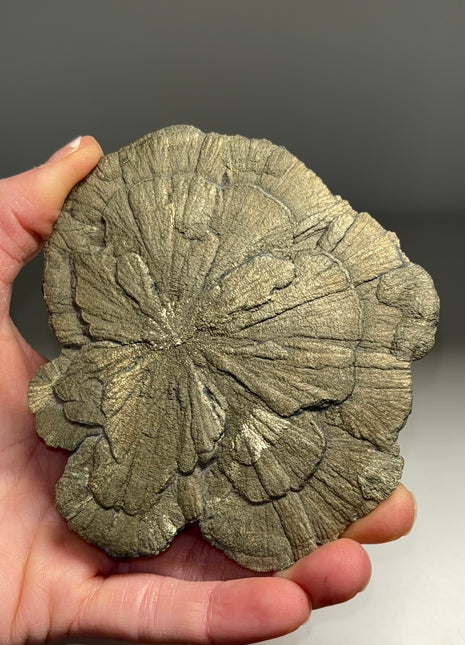 Pyrite Sun - From Sparta, Illinois