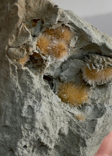 Bursting Sun Aragonite in Cluster - From Pantoja, Spain