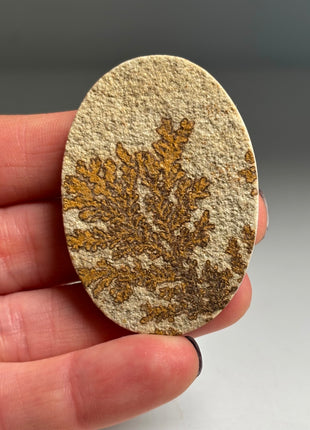 Dendritic Flower on Limestone from Germany