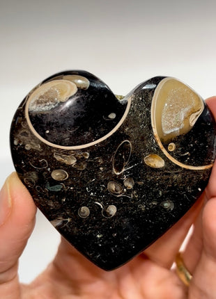 Agatized Colus Fossil Heart PM0506