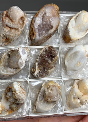 New Arrival ! 9 Pieces Fossilized Spiralite Quartz Shells - Lot 2