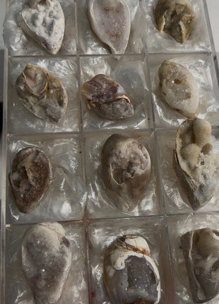 12 Pieces ! Fossilized Spiralite Quartz Shells