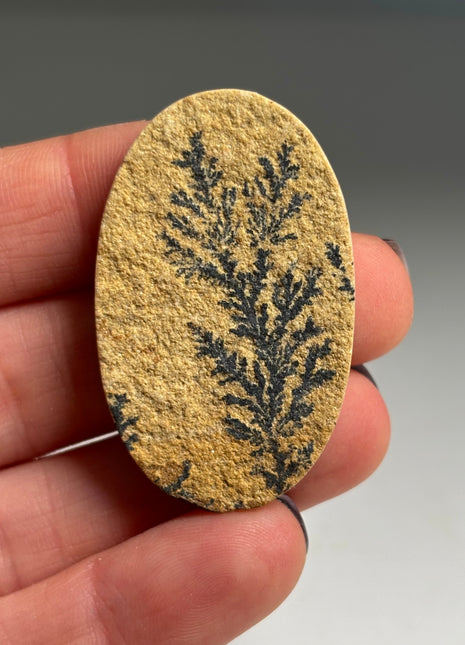 Dendritic Flower on Limestone from Germany