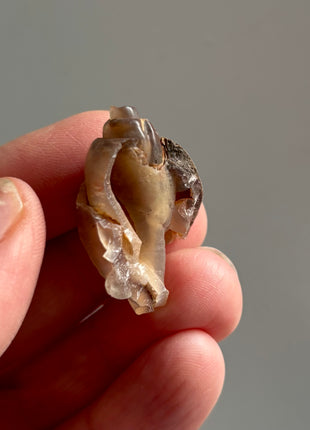 12 Pieces ! Fossilized Spiralite Quartz Shells