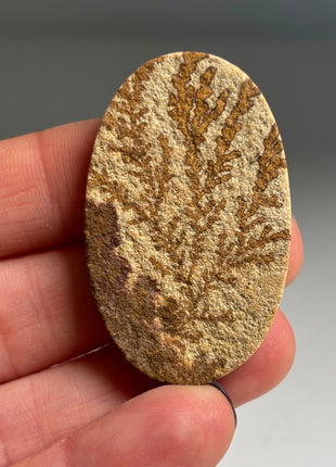 Dendritic Flower on Limestone from Germany