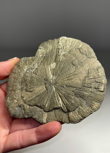 Pyrite Sun - From Sparta, Illinois