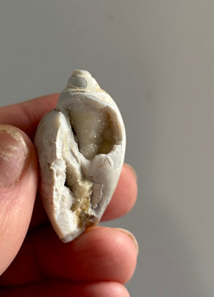 12 Pieces ! Fossilized Spiralite Quartz Shells