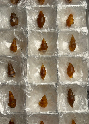 Rare Carnelian Replaced Fossil Gastropods Lot - 18 Pieces