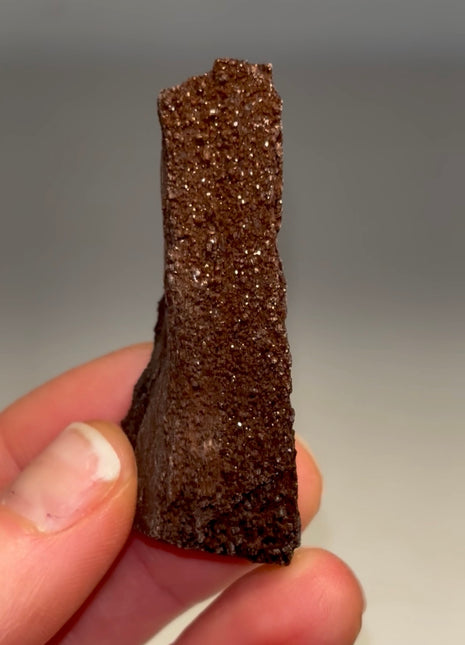 Stunning and Rare Permineralized Fossil Wood with Quartz - From Germany