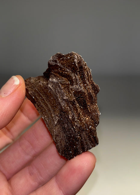 Stunning and Rare Permineralized Fossil Wood with Quartz - From Germany