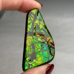 Collection image for: Ammolite