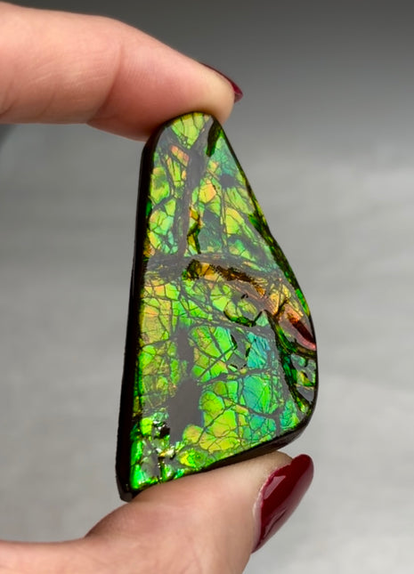 High Grade Ammolite from Alberta, Canada