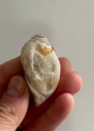 12 Pieces ! Fossilized Spiralite Quartz Shells