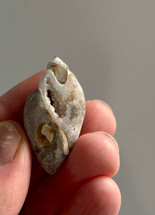 12 Pieces ! Fossilized Spiralite Quartz Shells