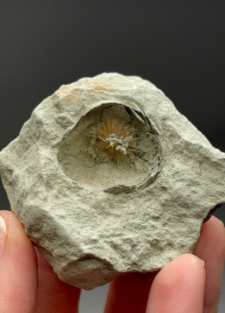 Bursting Sun Aragonite in Cluster - From Pantoja, Spain