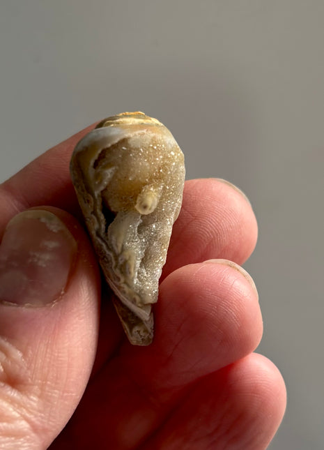 12 Pieces ! Fossilized Spiralite Quartz Shells