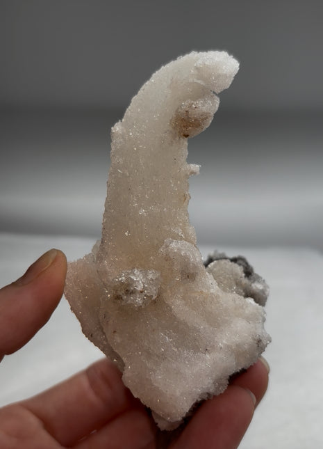 Magical ! Rams Horn Selenite on Matrix