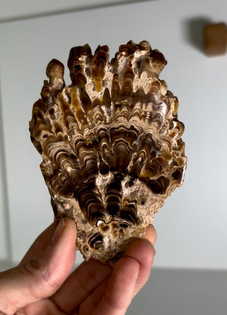 Caramel Brown Aragonite Stalactite