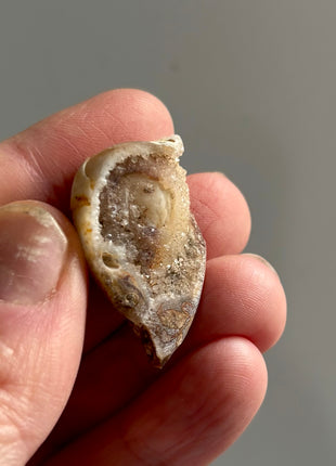 12 Pieces ! Fossilized Spiralite Quartz Shells