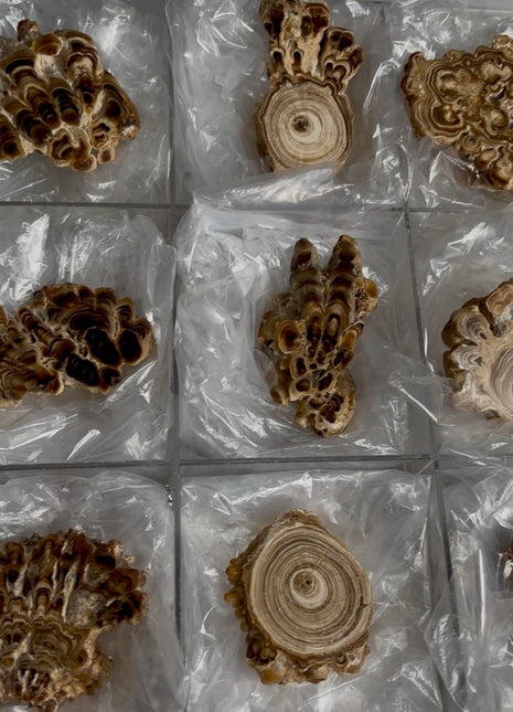 9 Pieces ! Caramel Brown Aragonite Stalactite Lot