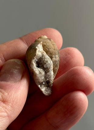 12 Pieces ! Fossilized Spiralite Quartz Shells