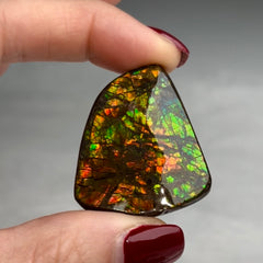 Collection image for: Ammolite