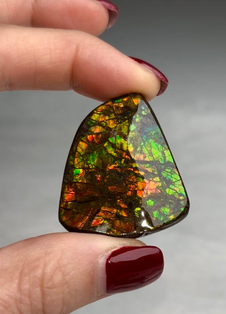 High Grade Ammolite from Alberta, Canada