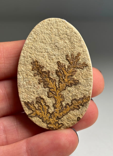 Dendritic Flower on Limestone from Germany