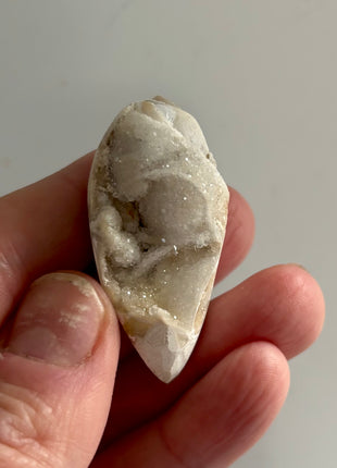 12 Pieces ! Fossilized Spiralite Quartz Shells