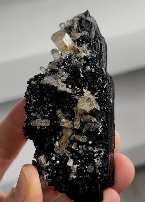 Black Tourmaline with Beryl PM1408