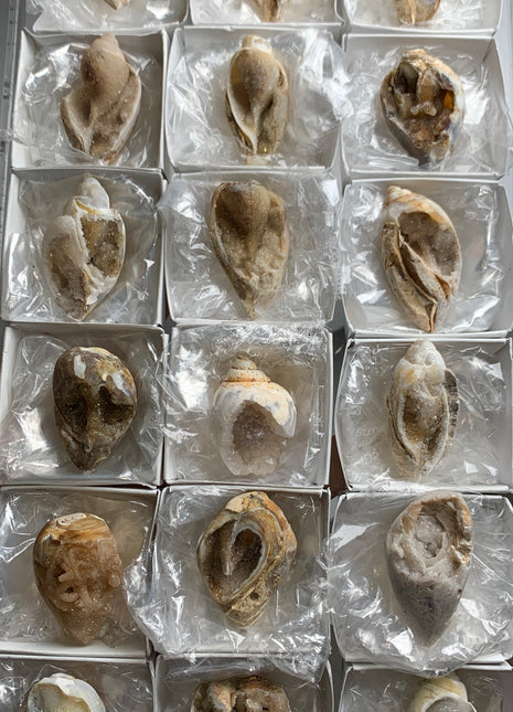 New ! 18 Pieces Fossilized Spiralite Quartz Shells - Lot # 10