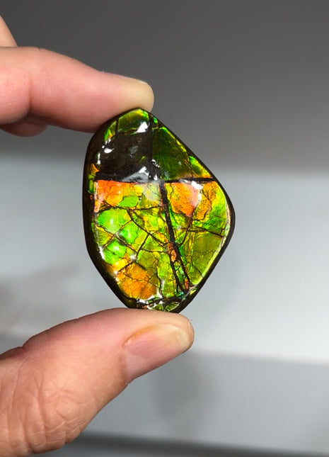 High Grade Ammolite from Alberta, Canada
