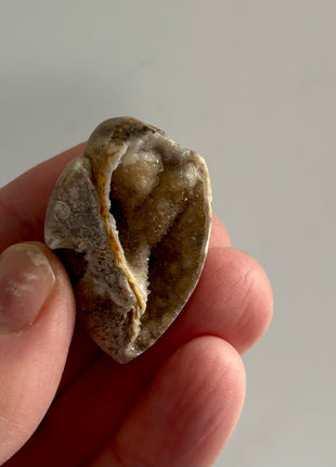 12 Pieces ! Fossilized Spiralite Quartz Shells