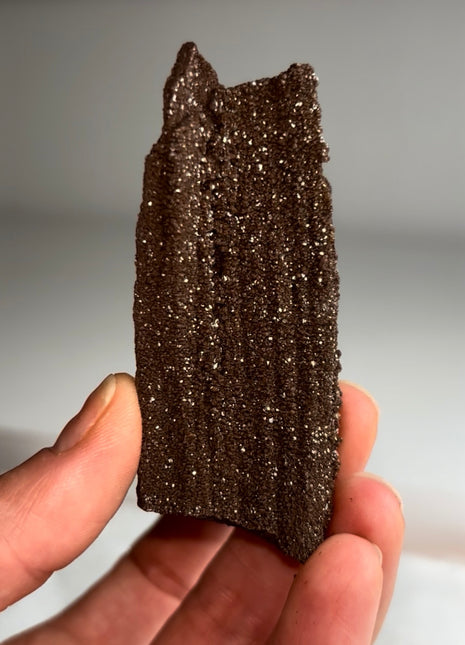 Stunning and Rare Permineralized Fossil Wood with Quartz - From Germany
