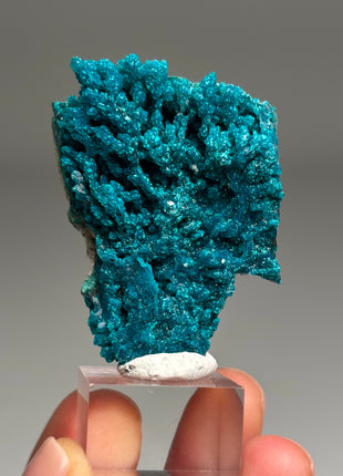 Intense Blue Flowery Chrysocolla - From Peru