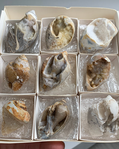 New Arrival ! 9 Pieces Fossilized Spiralite Quartz Shells - Lot # 6