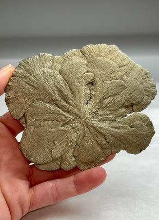 Pyrite Sun - From Sparta, Illinois