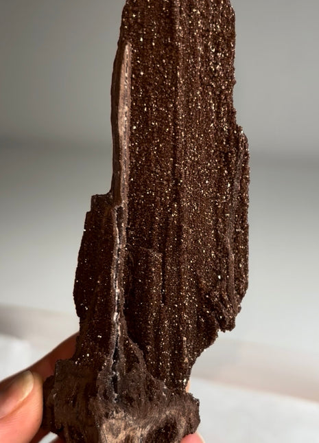Stunning and Rare Permineralized Fossil Wood with Quartz - From Germany