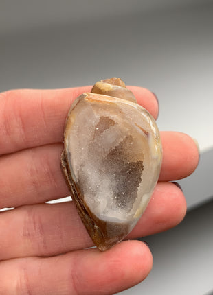 New ! 12 Pieces Fossilized Spiralite Quartz Shells - Lot # 6