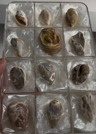 12 Pieces ! Fossilized Spiralite Quartz Shells