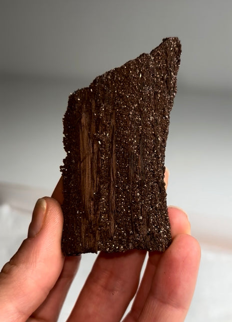 Stunning and Rare Permineralized Fossil Wood with Quartz - From Germany