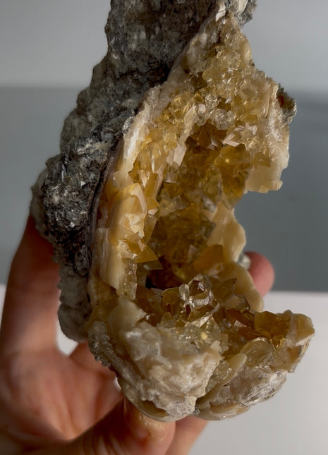 Clam Fossil with Gemmy Golden Calcite - Ruck’s Pit, Florida PM300