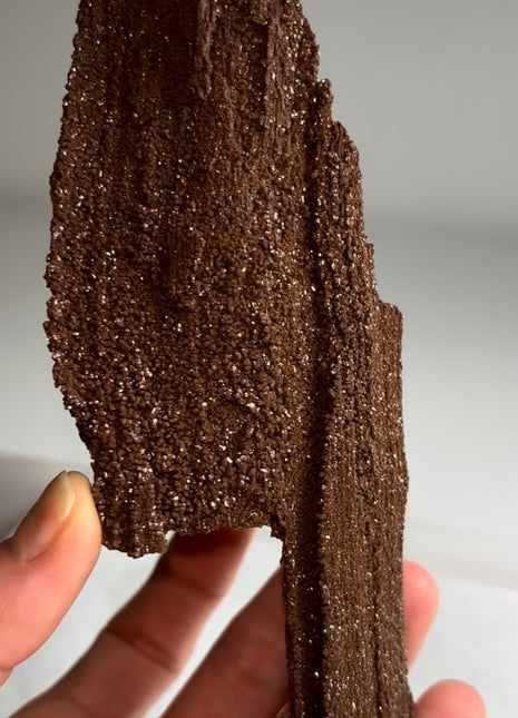 Stunning and Rare Permineralized Fossil Wood with Quartz - From Germany