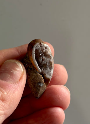 12 Pieces ! Fossilized Spiralite Quartz Shells