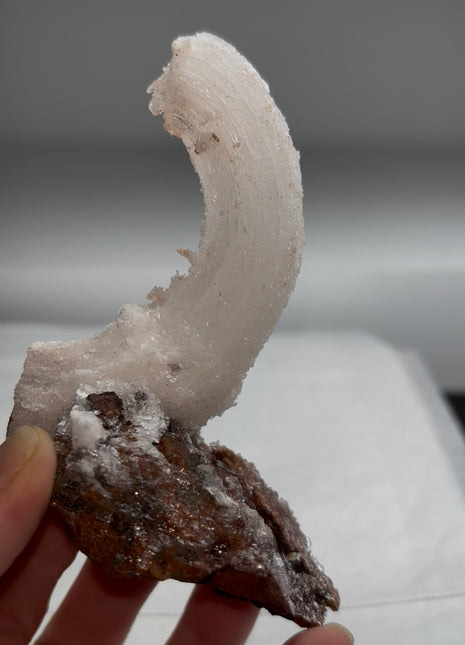 Magical ! Rams Horn Selenite on Matrix